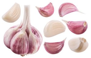 Garlic