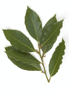Bay leaves on a white background.