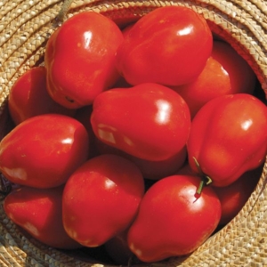 Plum Tomatoes