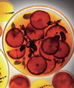 Grapefruit Liqueur Recipe. Green Apple Variation