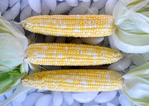 Three ears of corn sitting on top of a pile.