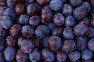 Pile of fresh ripe purple plums.