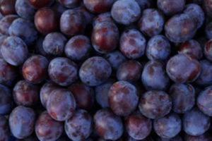 Heap of fresh dark purple plums.