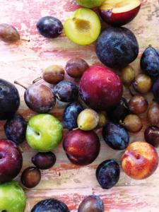 The Delicious World of Plums. Recipes