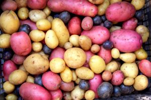 A pile of potatoes that are in different colors.