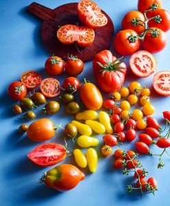 A table topped with lots of different types of tomatoes.